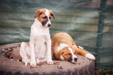 Evlatlık edinmek için üzgün gözlü köpekler.