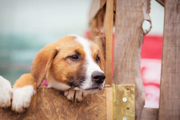 Portrait of sad dog puppy in shelter behind fence — Stock Photo, Image