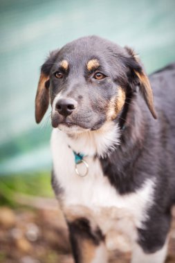 Evlatlık edinmek için üzgün gözlü bir köpek.