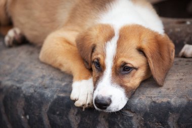Evlatlık edinmek için üzgün gözlü bir köpek.