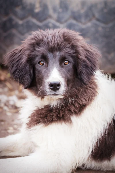 Bulgarian shepherd dog puppy portrait — Stock Photo, Image