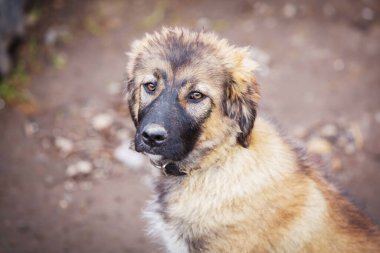 Evlatlık edinmek için üzgün gözlü bir köpek.