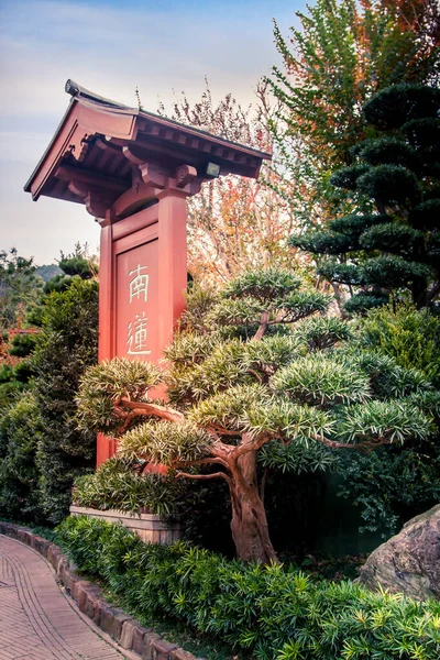 Nan Lian Garden, bonsai tree, Hong Kong — Stock Photo, Image