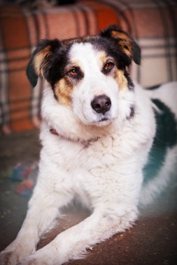 Evlatlık edinmek için üzgün gözlü bir köpek.