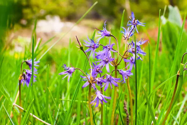 Фиолетовые цветы и зеленая трава — стоковое фото