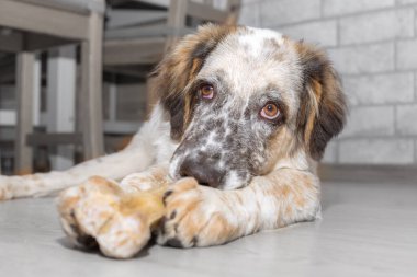 Yerde kemikleri olan köpek.