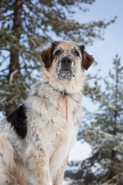 Hond portret, bos pijnbomen en blauwe lucht — Stockfoto