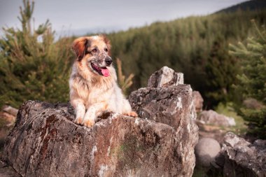 Büyük köpek ormanda taşın üzerinde yatıyor.