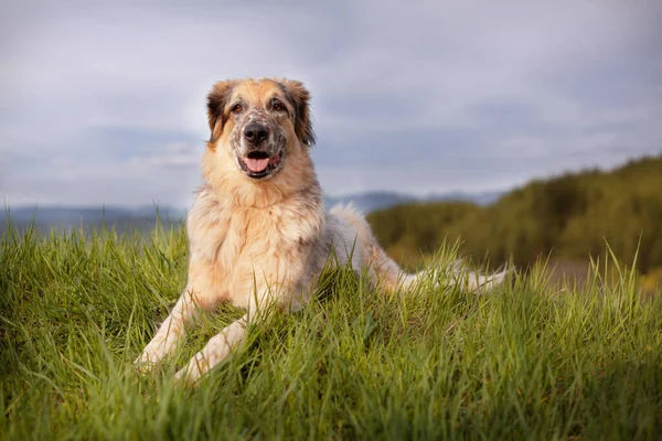 Grand chien couché sur l'herbe dans la forêt — Photo