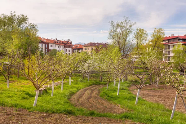 Panorama de primavera em Bansko, Bulgária, flor de árvore — Fotografia de Stock