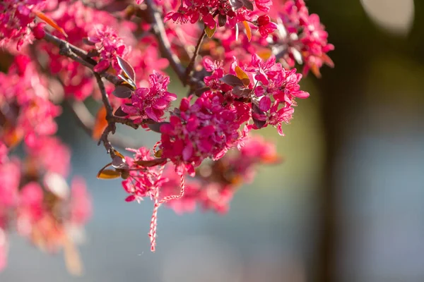 Różowy kwiat wiśni gałąź, sakura kwiaty — Zdjęcie stockowe