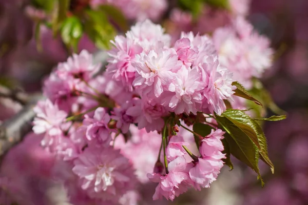 Różowy kwiat wiśni gałąź, sakura kwiaty — Zdjęcie stockowe