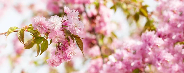 Holiday Banner Background Spring Pink Cherry Blossom Sakura Flowers Branch — Stock Photo, Image