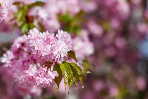 Karta Wakacje Tło Pięknym Różowym Kwiatem Wiśni Sakura Kwiaty — Zdjęcie stockowe