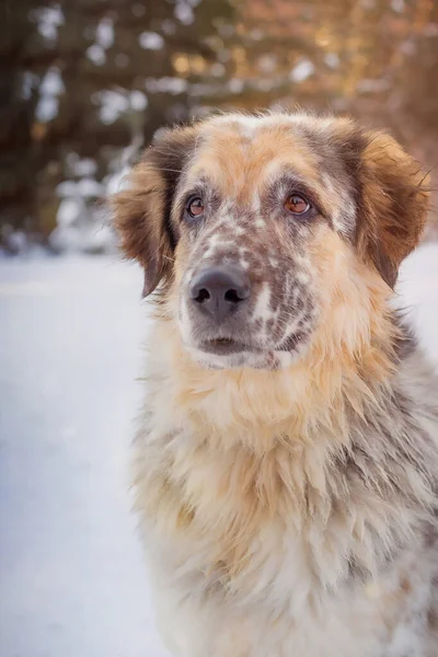 Hundansikte Porträtt Närbild Snö Vinter Utomhus — Stockfoto
