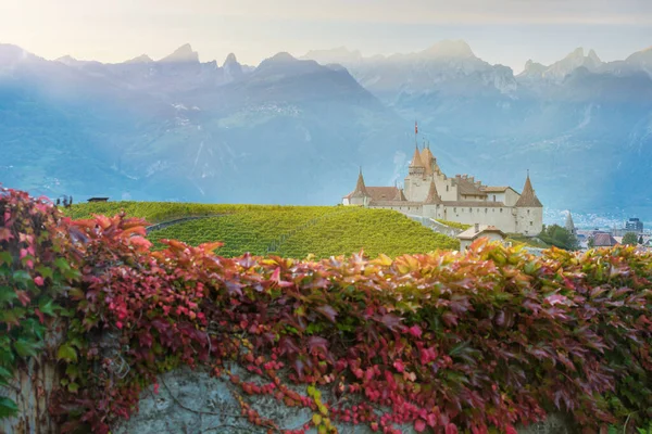 İsviçre, Vaud kantonundaki üzüm bağları arasında ünlü şato Chateau d 'Aigle