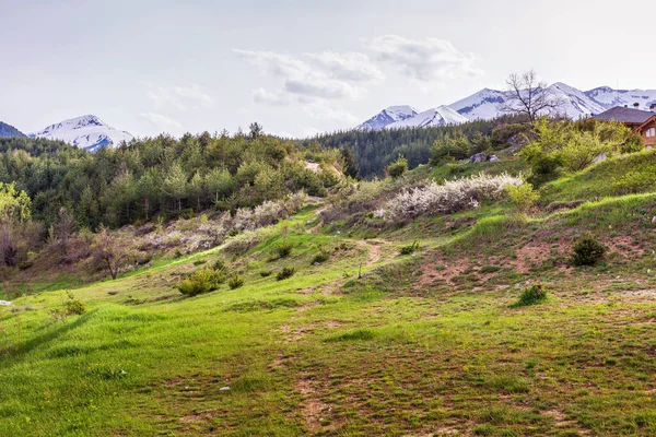 Green Spring Meadow Blossoming Trees Pirin Mountains Snow Peaks Bulgaria — Stock Photo, Image