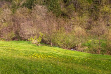Sarı çiçekli yeşil bahar çayırı