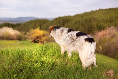 Köpek yüksek tepeden dağlara bakıyor.