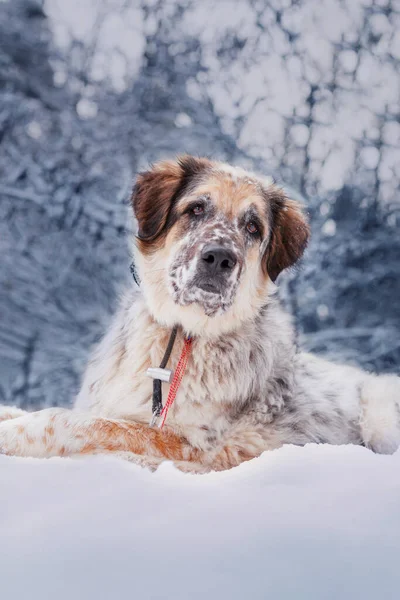 Hondenportret, sneeuw winter bos dennenbomen — Stockfoto