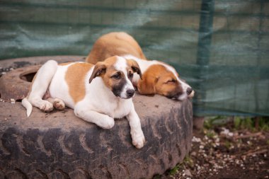 Evlatlık edinmek için üzgün gözlü köpekler.