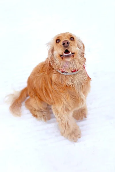 Mooie Engelse Cocker Spaniel Zittend Omhoog Kijkend Witte Sneeuw Achtergrond — Stockfoto