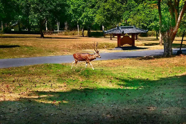 公園内の愛らしいイエロー鹿 — ストック写真