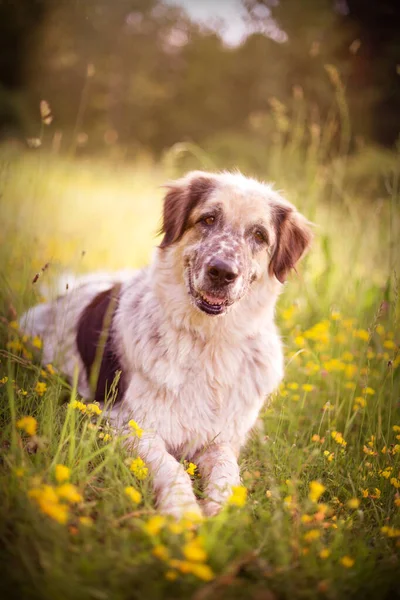 Cão grande deitado nas flores e sorrindo — Fotografia de Stock