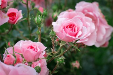 Tomurcuklu pembe güller