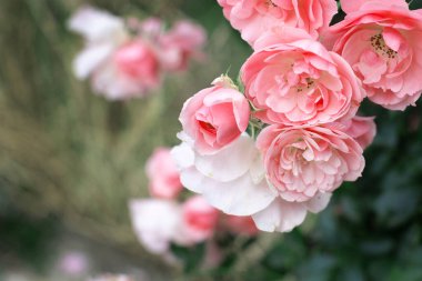 Tomurcuklu pembe güller