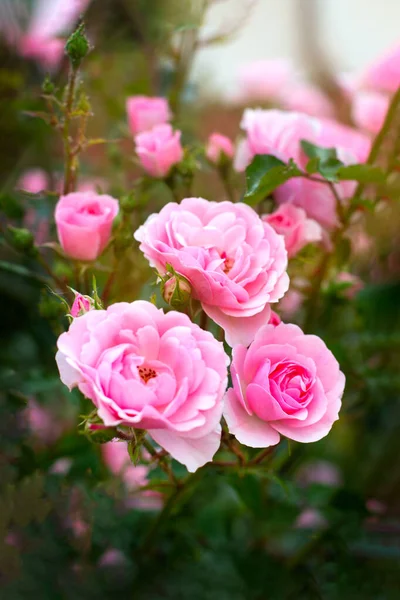 Rosa blommande rosor med knoppar — Stockfoto