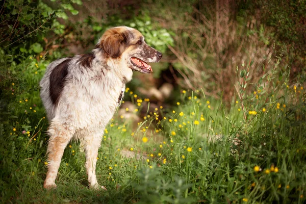 Big dog standing and looking the forest — Stock Photo, Image