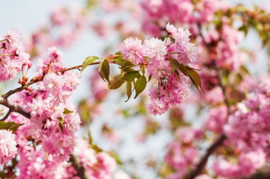 Pembe kiraz çiçeği dalı, sakura çiçekleri.