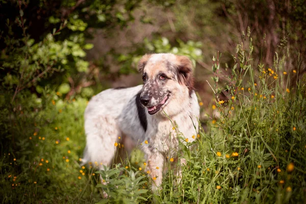 Grande cão de pé nas flores e sorrindo — Fotografia de Stock