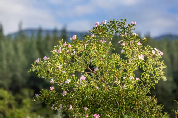 Шиповник с розовыми цветами в цвету — стоковое фото