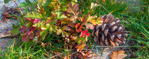 Осенние листья и сосновый конус на зеленой траве — стоковое фото