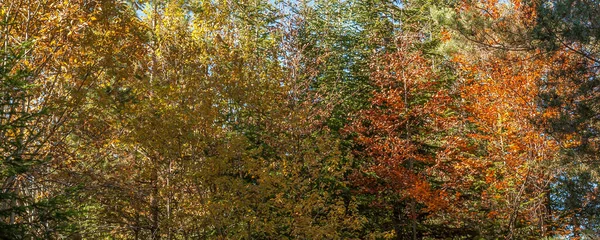 Bannière panorama automne avec des arbres colorés — Photo