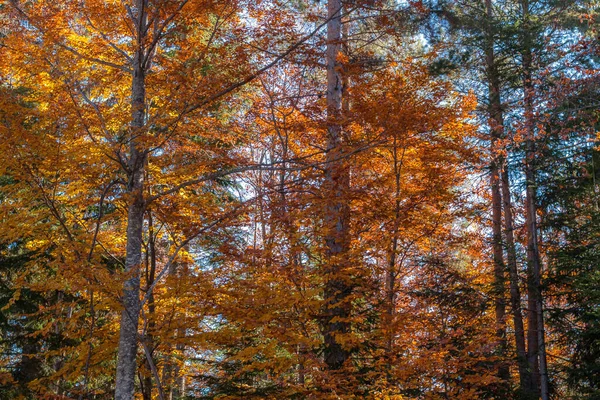 Automne panorama arrière-plan avec des arbres colorés — Photo