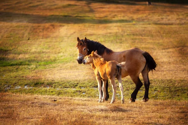 牧草地で可愛い子馬と一緒に — ストック写真