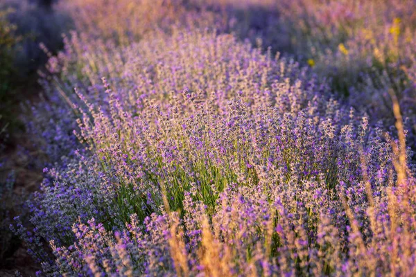 Sonnenuntergang Lavendelfeld im Sommer — Stockfoto