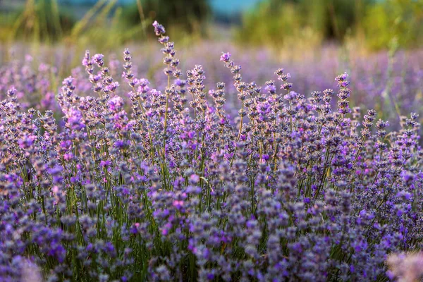 Sunset Lavender Field close-up in the summer — Stock Photo, Image