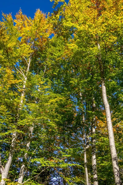 Fundo outono com árvores coloridas — Fotografia de Stock