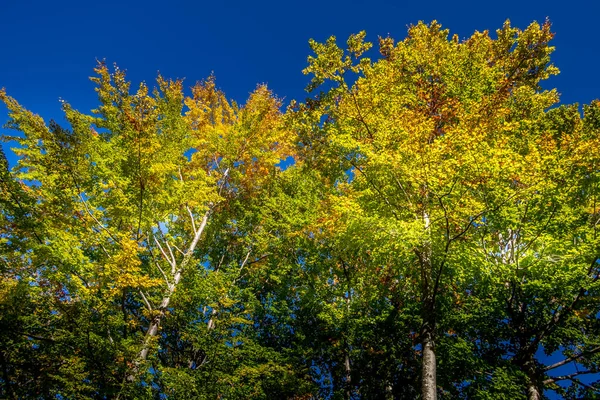 Fundo outono com árvores coloridas — Fotografia de Stock