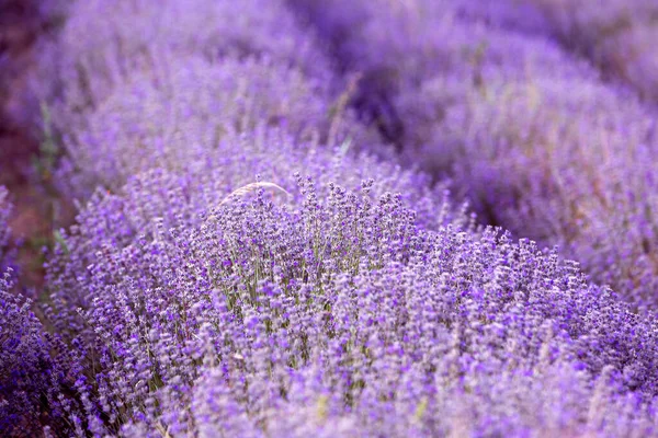 Sunset Lavender Filas de campo en el verano —  Fotos de Stock