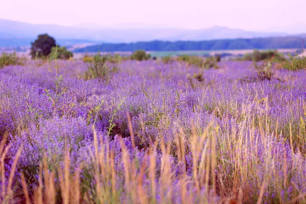 Sonnenuntergang Lavendelfeld Reihen im Sommer — Stockfoto