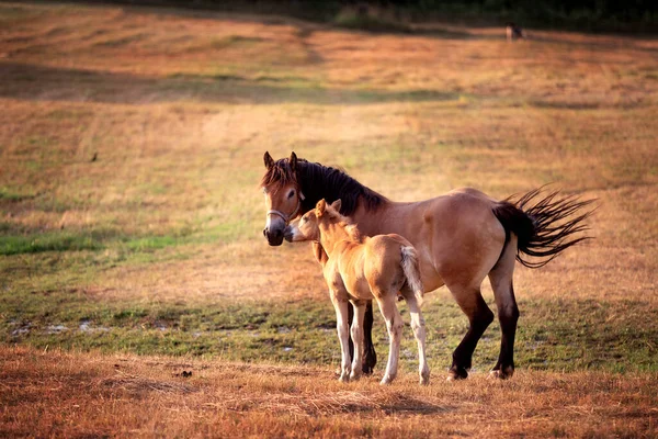 牧草地で可愛い子馬と一緒に — ストック写真