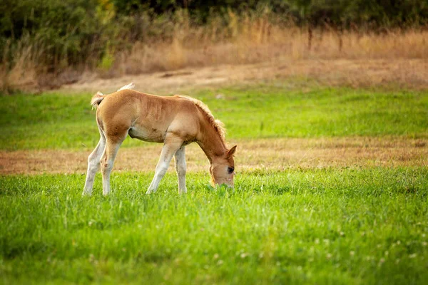 Niedliches Fohlen am Abend auf der Weide — Stockfoto