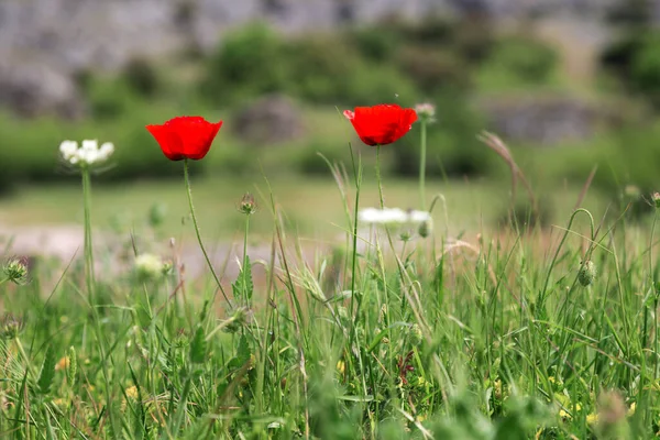 Red poppy flower, Remembrance Day — Stock Photo, Image