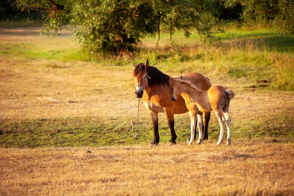 Mare με ένα χαριτωμένο πουλάρι στο βοσκότοπο — Φωτογραφία Αρχείου