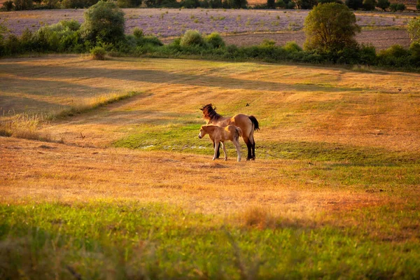 Mare με ένα χαριτωμένο πουλάρι στο βοσκότοπο — Φωτογραφία Αρχείου